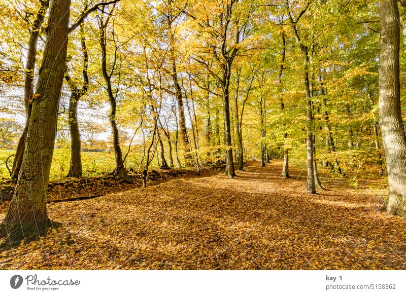 Wald im Herbst Bäume herbstlich Herbstlaub Herbstfärbung Herbstwald Sonnenlicht leuchten bunt Baum Herbststimmung Oktober Laubwald Laubbaum sonnig Blätter