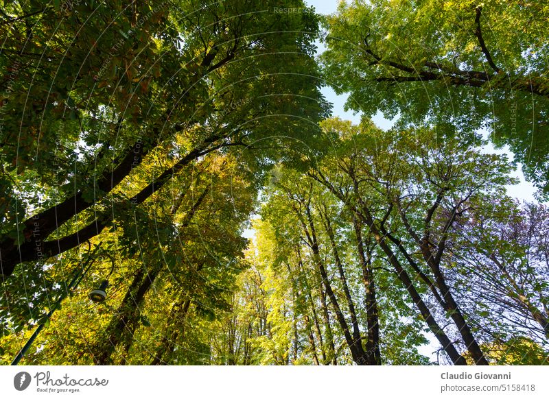 Der Park Sempione in Mailand im Oktober Europa Italien Herbst Großstadt Farbe Tag fallen Laubwerk grün See lraf Natur Fotografie Pflanze Baum urban gelb
