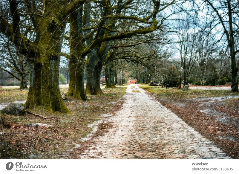 Eine historische gepflasterte Straße unter großen alten Bäumen im Winter Pflaster Weg Fluchtpunkt Perspektive Ziel Wanderung wandern Baum Allee kalt kahl Natur