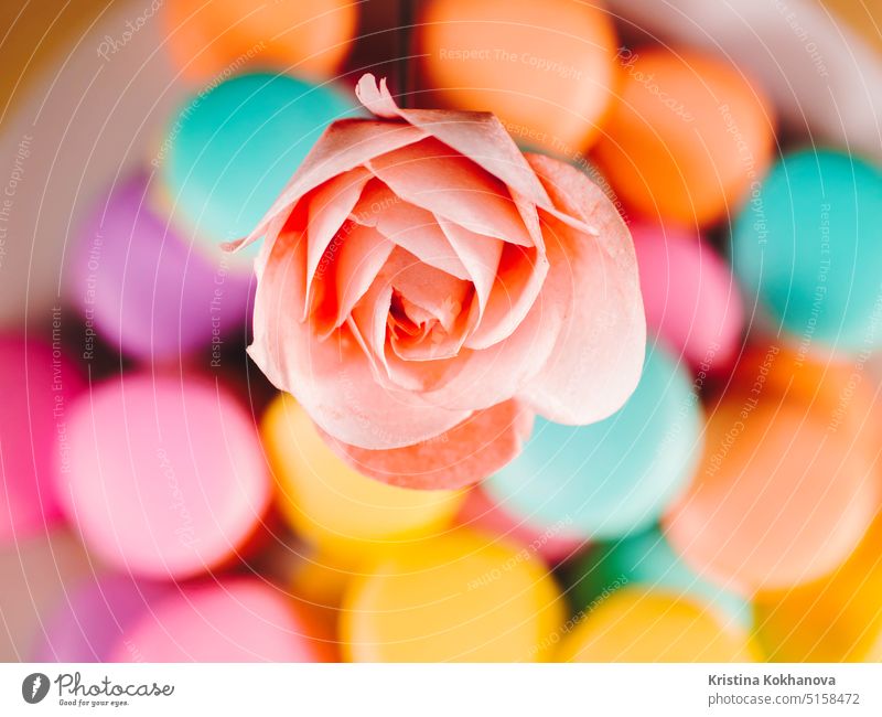 schöne zarte Rose für die Dekoration von Desserts und Torten auf einem Hintergrund von hellen Macarons erstellt Waffel Sommer weiß Zapfen Roséwein Kunst Farbe