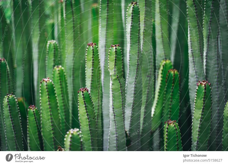 Nahaufnahme, Makro Busch von Kaktus Euphorbia canariensis. Perfekt gerade Zweige einer immergrünen Pflanze Peyote. Detailliertes Bild in hoher Qualität. Endemische Flora. Teneriffa. Kanarische Inseln, Spanien.