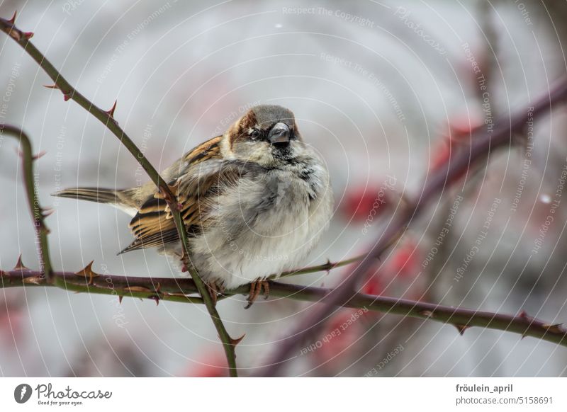 Federfell | aufgeplusterter Sperling trotzt den kalten Temperaturen Spatz Sperlingsvögel Vogel Tier Tierporträt Wildtier Natur klein braun niedlich