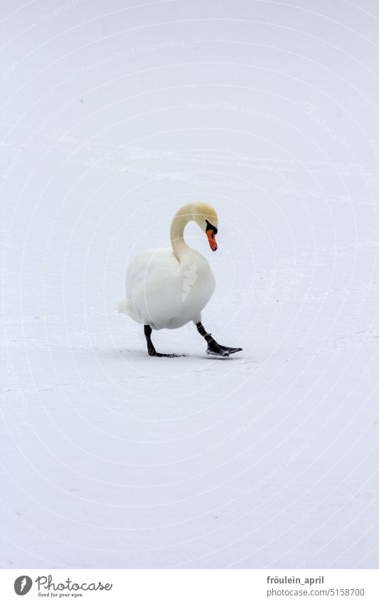 Schritt für Schritt | Schwan spaziert auf Schnee Winter weiß Natur Vogel Tier Laufsteg spazieren Außenaufnahme elegant