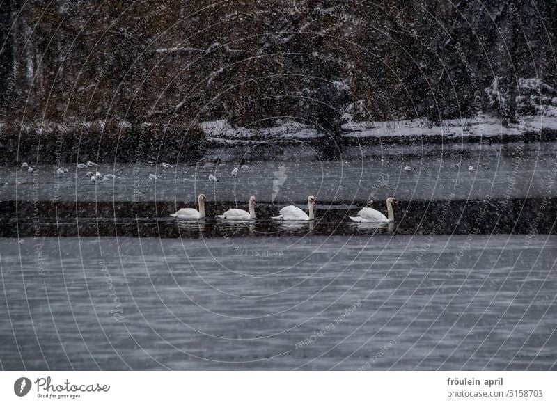 Einfach schwimmen | Schwanenfamilie auf fast gefrorenem See bei Schneefall Winter Generation Natur Tier Vogel Wasser elegant Teich Stolz Außenaufnahme