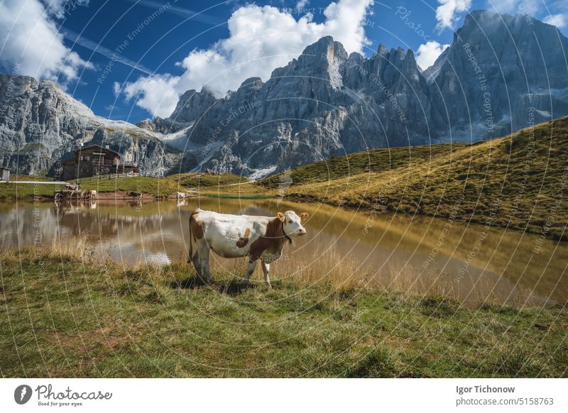 Eine Kuh in der Nähe des Sees auf dem Berg Baita Segantini mit dem Gipfel des Cimon della Pala und der Schutzhütte im Hintergrund. Rolle-Pass, Provinz Trentino, Italien, Europa