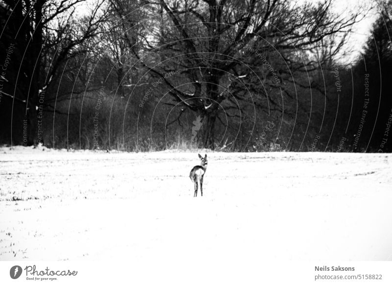 Reh in schneebedecktem Feld in Waldnähe Hirsche Rogen wild Wildtier Säugetier Wiese Winter Tier drei schwarz auf weiß Monochrom Eiche laublos große Eiche