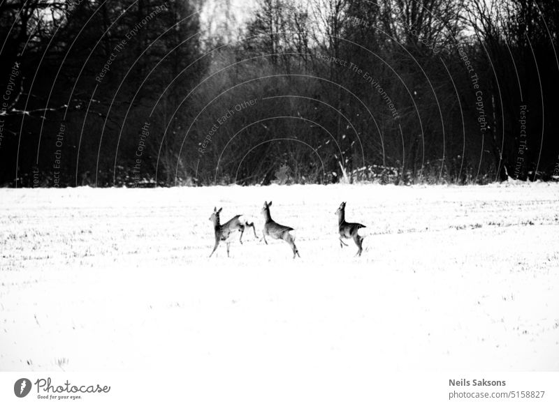 verängstigte laufende Hirsche furchtbar Rogen wild Wildtier Säugetier Wiese Winter schneebedeckt Feld Wald Tier drei schwarz auf weiß Monochrom