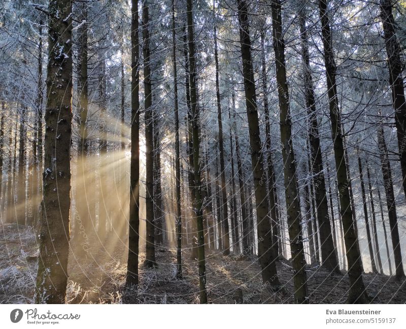 Sonnenstrahlen im Wald an der Nebelgrenze Winter Rauhreif Fichtenwald