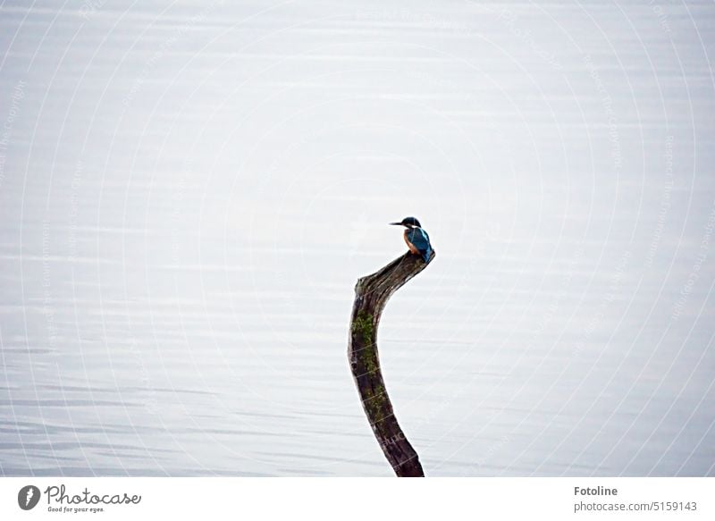 Der kleine Eisvogel sitzt auf einem Ast am Wasser. Sicher hält er Ausschau nach einem leckeren Snack. Vogel Eisvögel Tier Außenaufnahme Farbfoto Wildtier