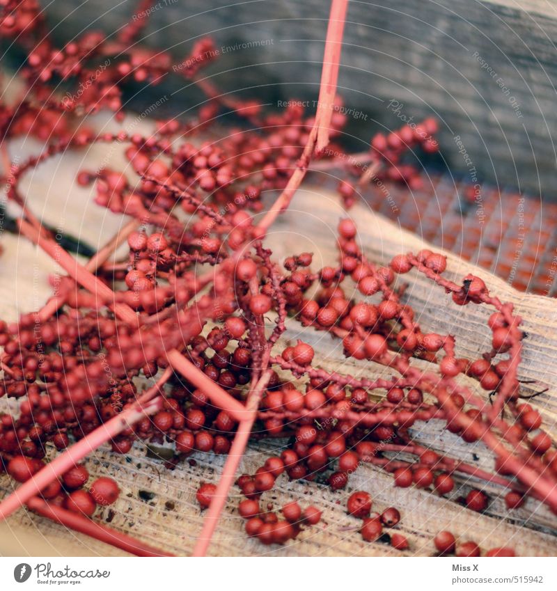 rote Beeren Frucht exotisch trocken rund Farbfoto mehrfarbig Nahaufnahme Menschenleer Textfreiraum oben