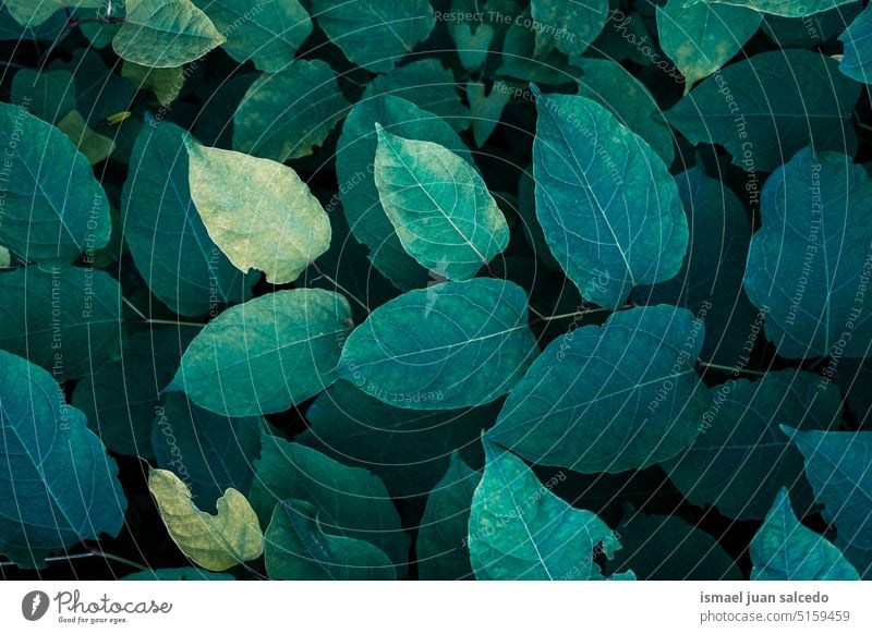 grüne japanische kontweed Pflanze Blätter im Frühjahr Saison, grüner Hintergrund Blatt grüne Blätter grüne Pflanze Pflanzenblätter Japanischer Staudenknöterich