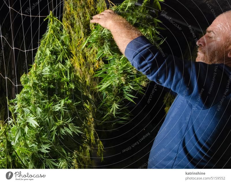 Landarbeiter hängt Marihuana-Pflanzen zum Trocknen in einer Scheune auf. Bio Cannabis Sativa Arbeiter Landwirt hängen Ernte grün Blätter cbd medizinisch