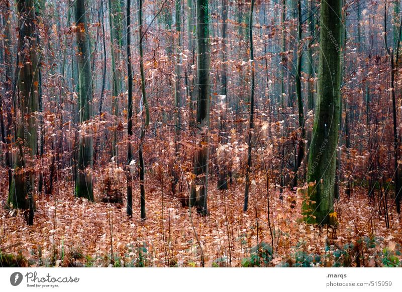 Noch so ein Herbst Lifestyle Stil Design Ausflug Umwelt Natur Landschaft Sträucher Laubwald Wald außergewöhnlich einzigartig Geschwindigkeit schön Farbe