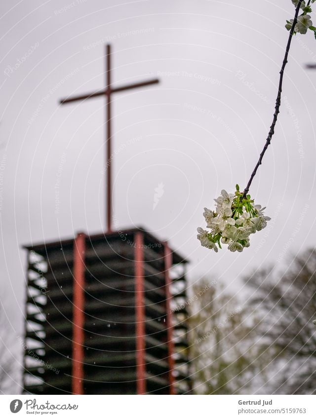 Frühlingsblüte vor Kirchturm mit Kreuz Blume Blumen und Pflanzen Blüte Farbe weiss Kirche Natur Kirchturmspitze Zweig Zweige u. Äste Himmel