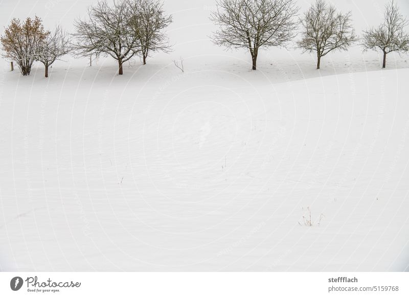 Sieben kahle Obstbäume in verschneiter Landschaft Winter Schnee Bäume Baum Umwelt kalt Natur Menschenleer Winterstimmung Wintertag Winterlandschaft