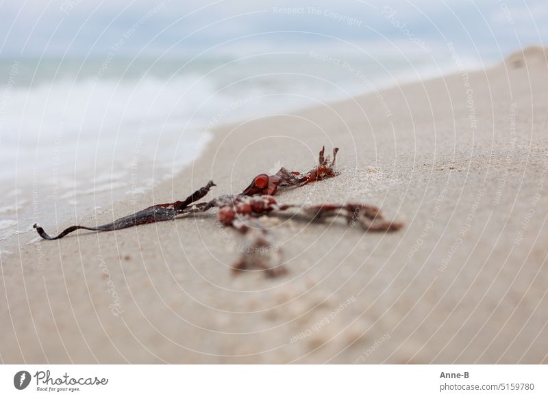 Ein Stückchen roter Blasentang am Strand, ein ruhiges Bild. Meer Kleinod ruhige Szene Ruhe Sand pastell Ruhe finden Ferien & Urlaub & Reisen Natur Wasser Himmel