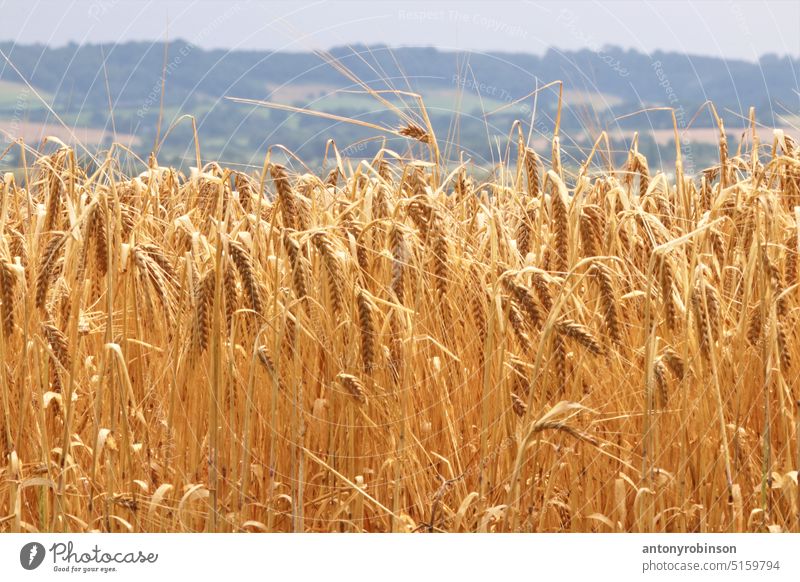 Gerstenfeld Mais Ohren reif gold golden Großbritannien Landwirtschaft Feld Sommer