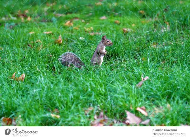 Eichhörnchen im Garten der Bompiani, Mailand Europa Italien Lombardei Oktober Valentino Bompiani Tier Herbst Farbe Tag fallen Gras Natur im Freien Park