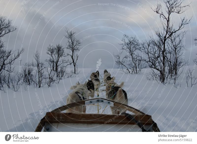 Hundeschlitten-Ausflug in einsamer Winterlandschaft Schlitten Schlittentour Schnee kalt weiß Schneelandschaft Winterstimmung Wintertag Kälte Frost Jahreszeiten