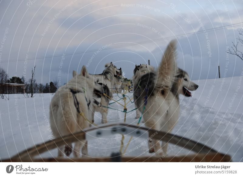 Hundeschlitten-Ausflug in einsamer Winterlandschaft Schlitten Schlittentour Schnee kalt weiß Schneelandschaft Winterstimmung Wintertag Kälte Frost Jahreszeiten