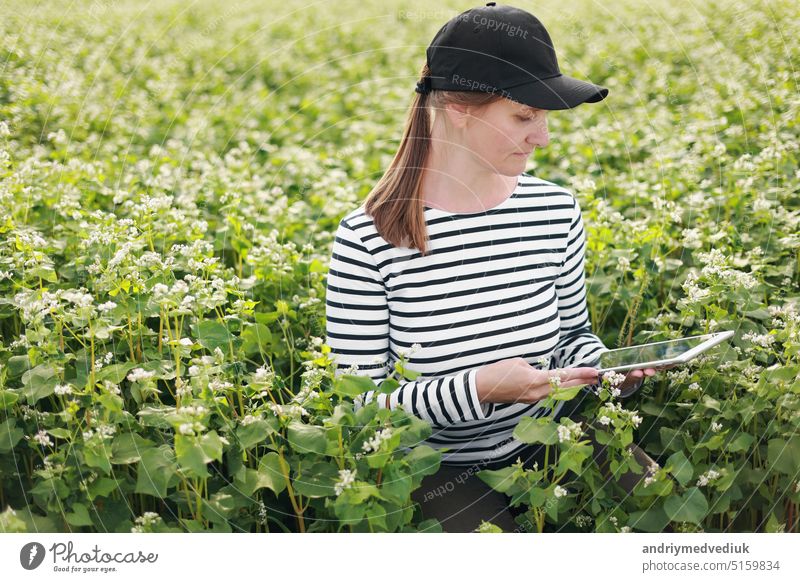 Agrarwissenschaftlerin mit Tablet, die das Wachstum eines Feldes mit Buchweizenblüten überprüft. Frau berührt mit der Hand Pflanzentriebe und gibt Daten in ein digitales Tablet ein. Modernes Agribusiness