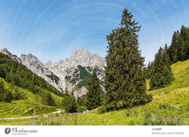 Blick auf die Bindalm im Berchtesgadener Land in Bayern Alpen Gebirge Berg Baum Wald Landschaft Natur Sommer Alm Wiese Gras Landwirtschaft Viehzucht