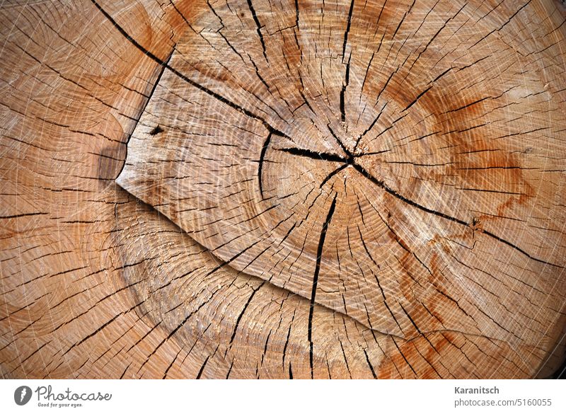 Der Querschnitt eines Baumstammes, formatfüllend. Nahaufnahme Holz Jahresringe Maserung Risse Natur Hintergrund Brennstoff Baustoff schneiden sägen fällen