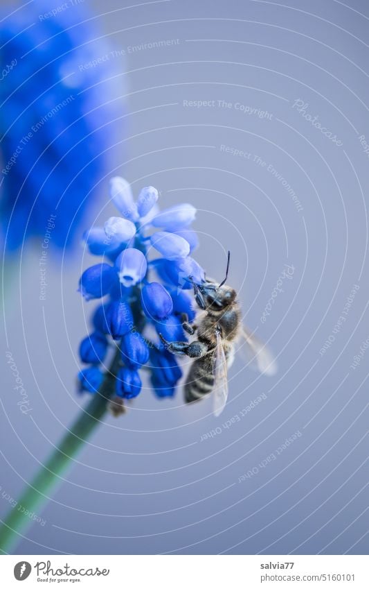Honigbiene sammelt Nektar, blaue Traubenhyazinthe vor grauem Hintergrund Frühling Biene Hyazinthe Blüte Blume Garten fleißig Pollen Duft bestäuben Pflanze