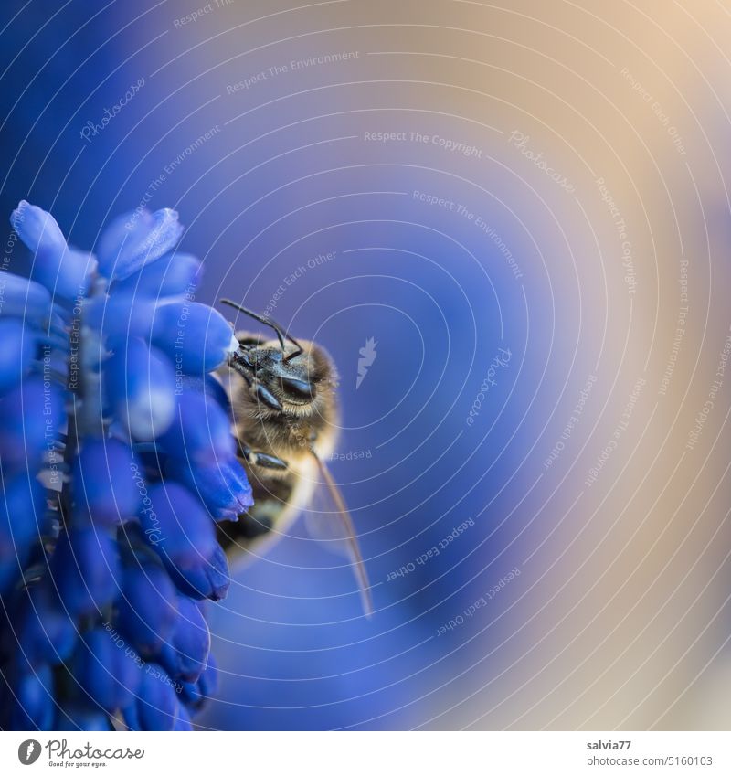 Honigbiene nascht an blauer Traubenhyazinthe Biene Frühling Blume Natur Blüte Blühend Makroaufnahme Pflanze Farbfoto Schwache Tiefenschärfe Duft Nahaufnahme