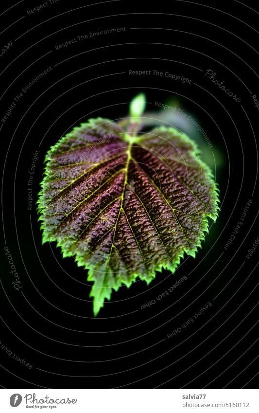Blatt vor schwarzem Hintergrund Blattadern Kontrast Natur Pflanze grün Nahaufnahme schwarzer hintergrund Farbfoto Hintergrund neutral Textfreiraum unten