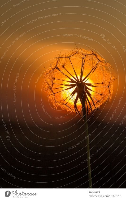 Pusteblume im Sonnenuntergang Samenstand Natur Makroaufnahme Leichtigkeit zart filigran weich Nahaufnahme Pflanze Abndstimmung verblüht Silhouette Sonnenball