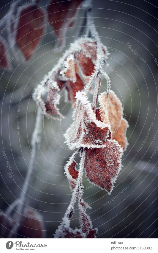 Welkendes Laub, mit Raureif garniert und in Schwermut getränkt Blätter welk Frost Melancholie frostig Zweig hängen Reifrand gefroren kalt Kälte winterlich