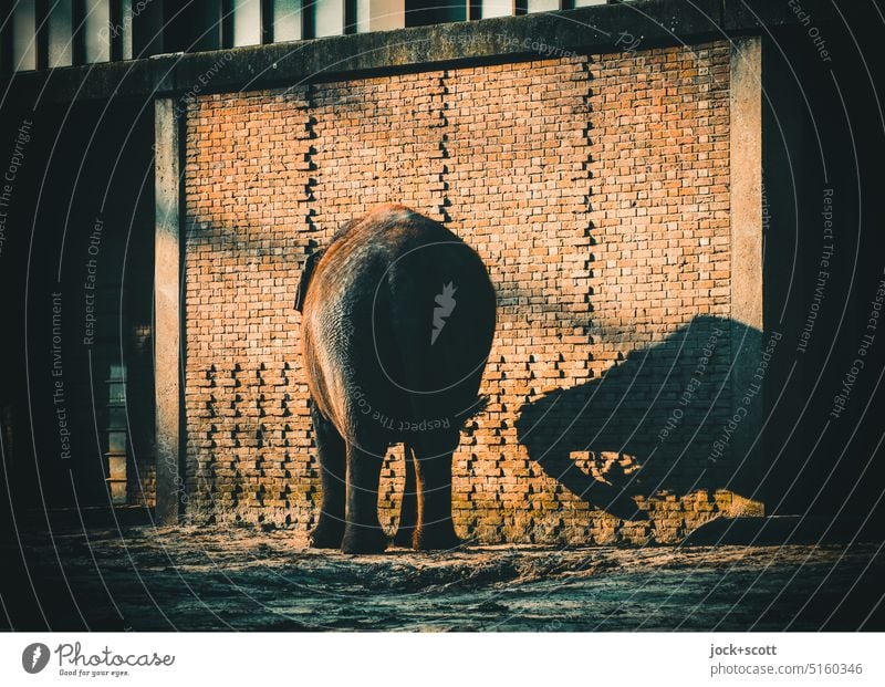 Spielerei am Elefantenhaus Hinterteil Tierporträt Rückansicht Schattenspiel Rüssel Zoo Klinkerfassade Lichterscheinung Sonnenlicht Gelassenheit Säugetier stehen