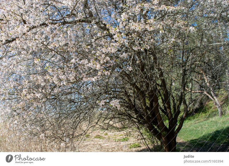 Blühender kaukasischer Olivenbaum in freier Natur im Frühling abstrakt Ackerbau Hintergrund Rinde Blütezeit Überstrahlung braun Nahaufnahme filigran Design