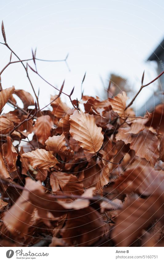 Novemberstimmung, trockene Blätter an Buchenzweigen vor grauem Himmel Spätherbst novembrig trüb Kälte Buch-Blätter Beech Grove braun Laubwerk trocknen Abschied