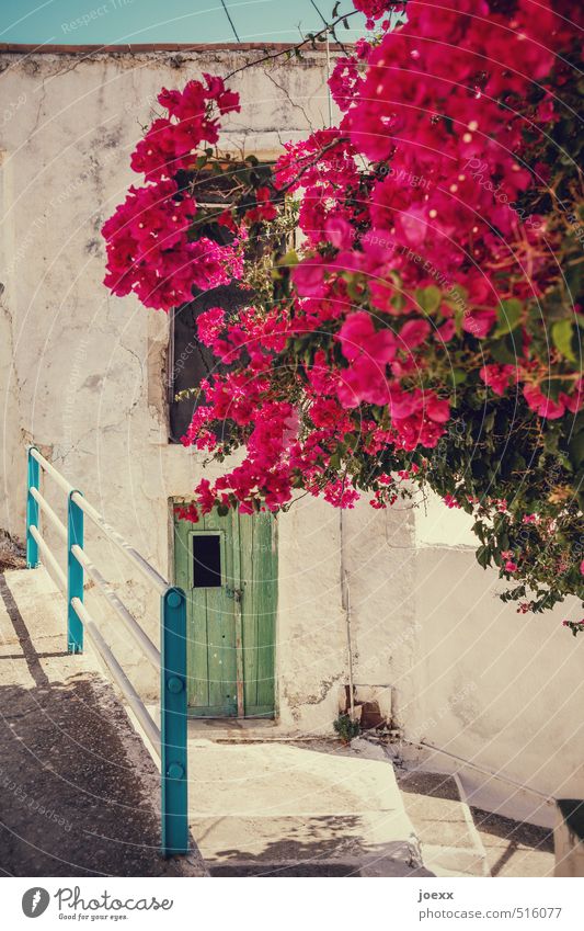 Blumenstrauß Himmel Sonne Sommer Schönes Wetter Pflanze Blüte Buganvilla Kreta Griechenland Dorf Menschenleer Mauer Wand Treppe Tür Blühend alt schön Wärme blau