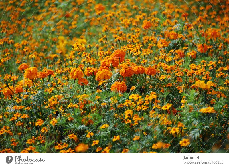 Orangenes Blumenmeer Feldblumen orange Natur Sommer Pflanze Blüte grün Blühend Farbfoto Menschenleer Außenaufnahme Tag Blumenfeld Umwelt schön