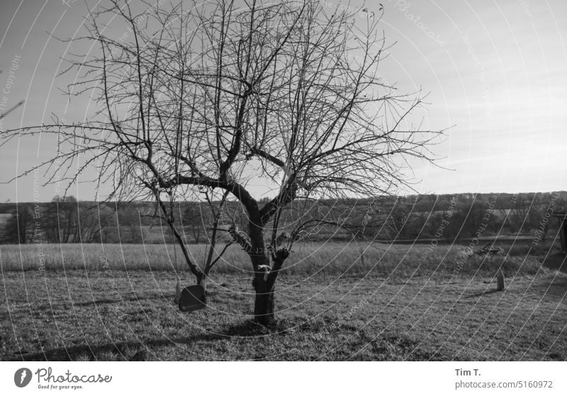 eine kleine Schaukel am Baum Uckermark Winter s/w Brandenburg Schwarzweißfoto Tag Außenaufnahme Menschenleer b/w b&w ruhig Einsamkeit Landschaft