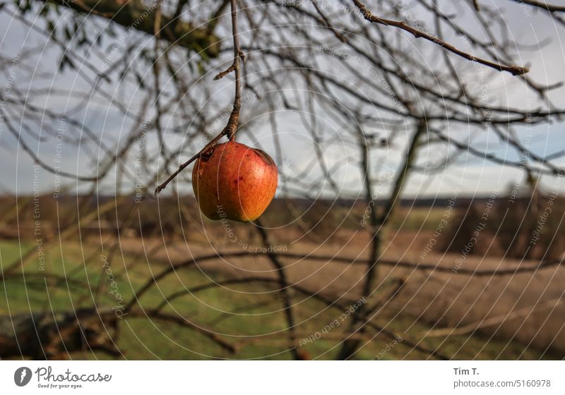 ein Apfel Winter Brandenburg Uckermark Außenaufnahme Menschenleer Natur Farbfoto Landschaft Tag Himmel Feld Umwelt Frucht Baum Pflanze Apfelbaum Garten