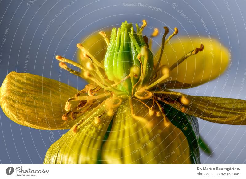 Eranthis hyemalis, Winterling, Blüte Scheibenblume gelb giftig krautig ausdauernd Geophyt Knolle Schneeblüher Frühlingsblüher nektarführend Hahnenfußgewächse