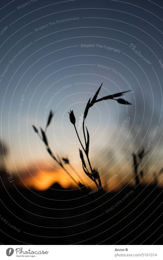 Silhouette eines filigranen Pflänzchens vor einem schönen blauen Abendhimmel mit letztem Sonnenlicht Pflanzen Schattenriss letztes Licht Nacht Sonnenuntergang