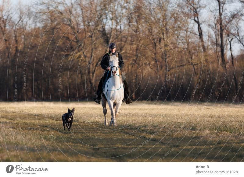 Ein Reiter auf einem weißen Pferd kommt auf mich zu geritten, neben ihm ein Hund. Das Pferd schaut aufmerksam , der Hund wirkt glücklich. Wunderbares Gelände mit Wiesenweg und Bäumen .