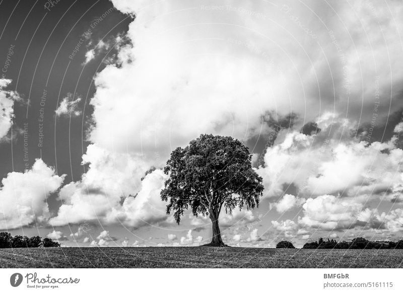 Laubbaum auf einer Kuppe vor Himmel mit weißen Wolken in schwarzweiß Baum Wiese Feld Schwarzweißfoto Monochrom Natur Büsche einzeln einzelner Baum