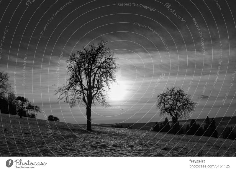 Dunkler Tag, grau, schwarz, weiß, Bäume b/w Schwarzweißfoto Natur Winter Sonnenuntergang Reflexion & Spiegelung Himmel Wiese Wald
