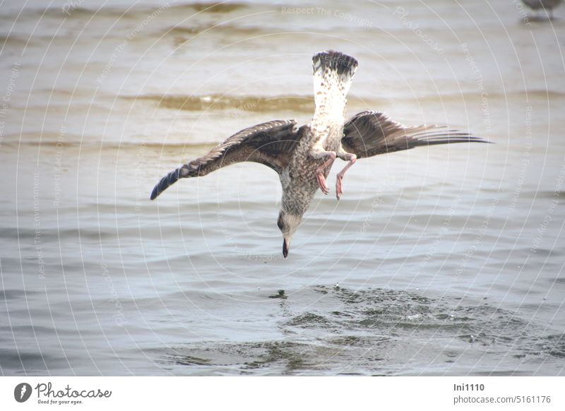 junge Möwe im Sturzflug Ostsee Insel Usedom Wasser Vogel Jungvogel Futtersuche Beutefang Körperhaltung kopfüber senkrecht Flügel Gefieder