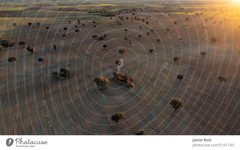 gepflügte Felder mit zahlreichen Steineichen, die in den letzten Strahlen der Abendsonne lange Schatten werfen, Drohnenblick Dröhnen Luftaufnahme