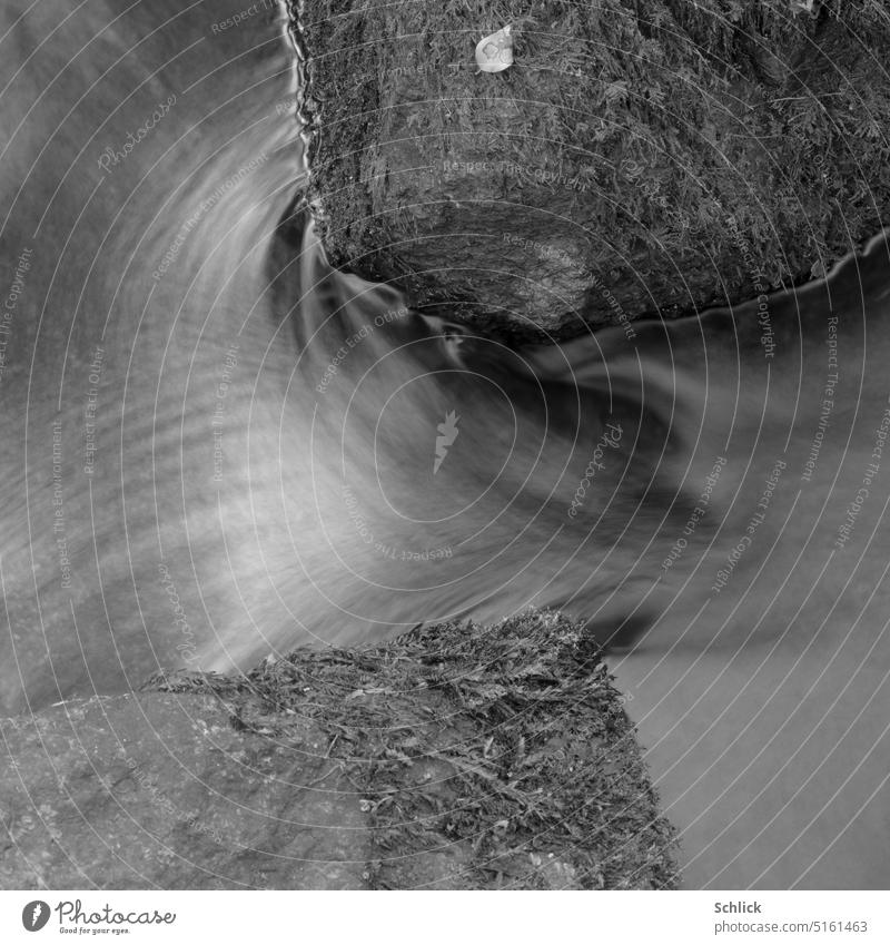 Wasser Bach fließen Felsen Vogelperspektive Schwarzweißfoto Moos weiches Licht kontrastarm Blatt sanft Wassermangel quadratisch Außenaufnahme Natur Landschaft