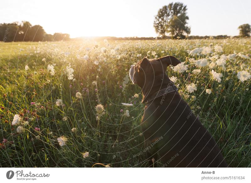 ein dicker Hund schaut über eine wunderbar Wiese auf der wilde Möhre blüht zur schon tief stehenden  Sonne Blühwiesen Ruhe ruhig Hundeblick blühend Gegenlicht