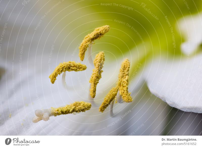 Weißblühende Hippeastrumhybride,  Blüte mit Staubblättern und Stempel Ritterstern Hybride Amaryllis weiß Nahaufnahme geringe Tiefenschärfe Amaryllisgewächse
