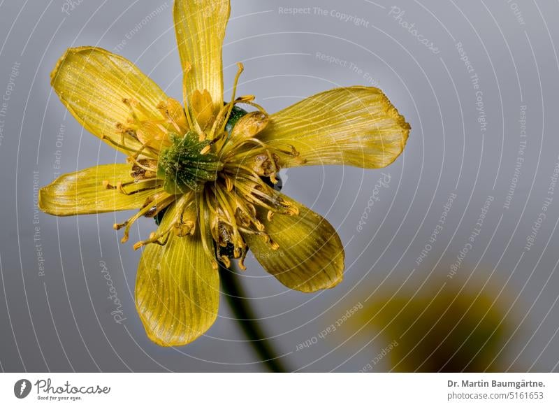 Eranthis hyemalis, Winterling, Blüte Scheibenblume gelb giftig krautig ausdauernd Geophyt Knolle Schneeblüher Frühlingsblüher nektarführend Hahnenfußgewächse
